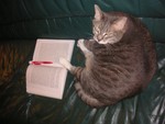 Whenever we go out, the cat takes the opportunity to study